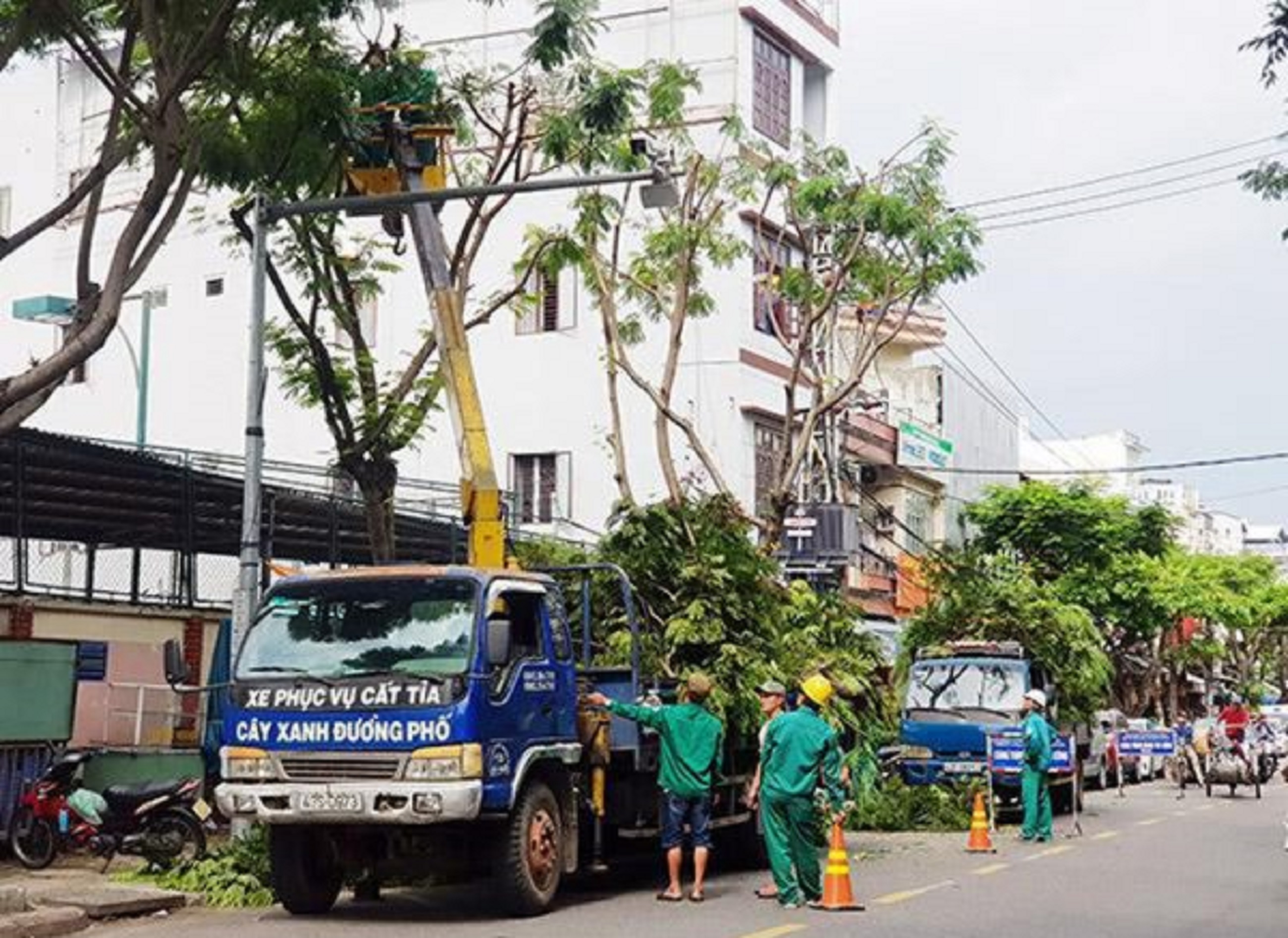 Đà Nẵng cắt tỉa gần 46.000 cây xanh trước mùa mưa bão 2023